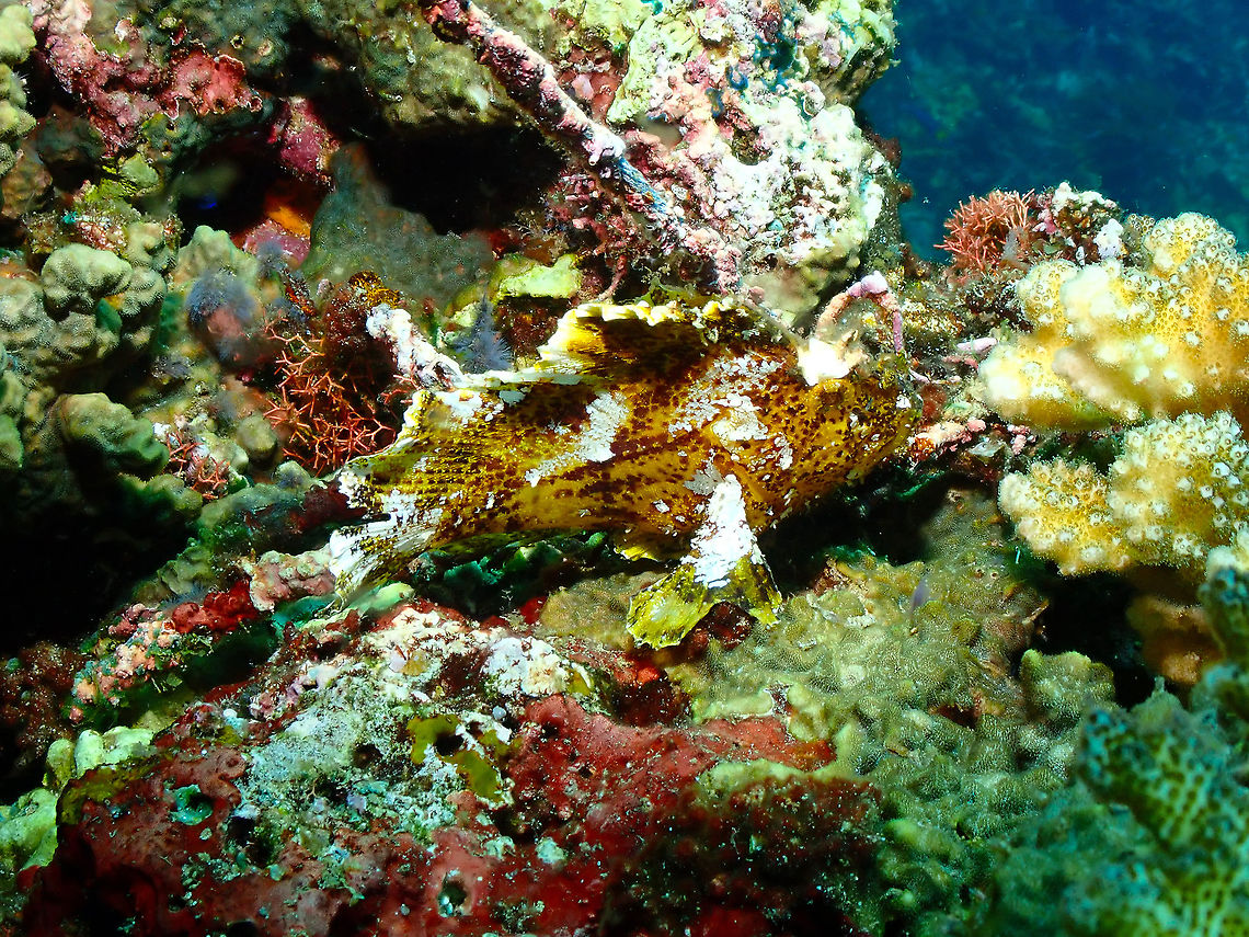 Leaf scorpionfish - Taenianotus triacanthus This is a resident of the dive site just in the coral boulder where the boat anchor can be attached for the dive :-) Fall,Geotagged,Indonesia,Leaf scorpionfish,Taenianotus triacanthus