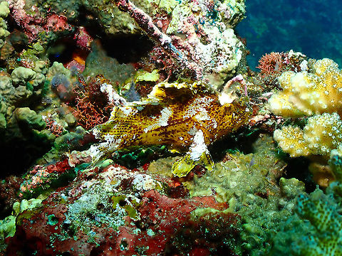 Leaf scorpionfish - Taenianotus triacanthus This is a resident of the dive site just in the coral boulder where the boat anchor can be attached for the dive :-) Fall,Geotagged,Indonesia,Leaf scorpionfish,Taenianotus triacanthus