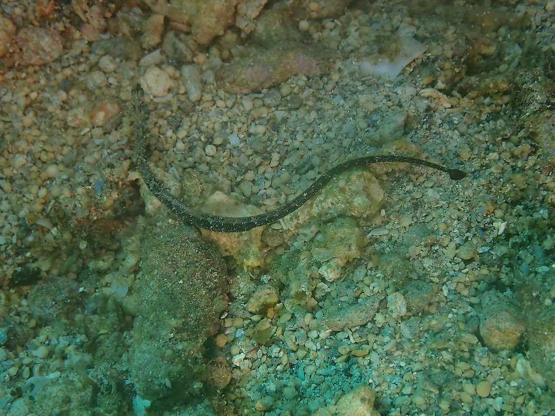 Shortnose Pipefish - Micrognathus andersonii  Fall,Geotagged,Indonesia,Micrognathus andersonii,Shortnose Pipefish