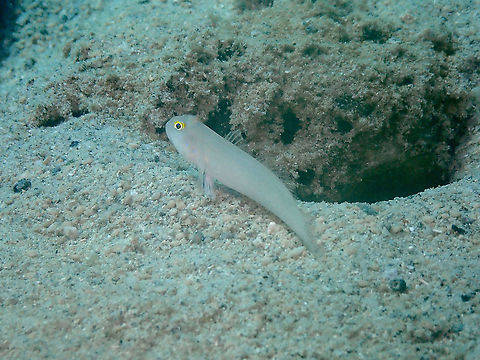 Chalk goby - Valenciennea sexguttata  Fall,Geotagged,Indonesia,Valenciennea sexguttata