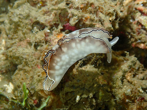 Ornate Elysia - Elysia ornata  Elysia ornata,Fall,Geotagged,Indonesia