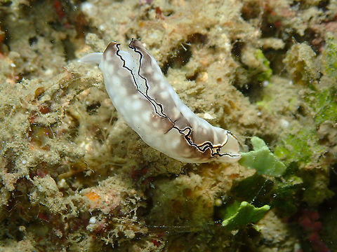 Ornate Elysia - Elysia ornata  Elysia ornata,Fall,Geotagged,Indonesia