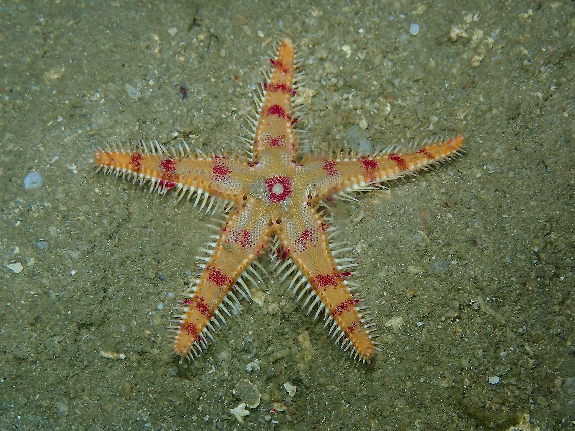 Comb Sea Star - Astropecten andersoni Seen during a night dive. Astropecten andersoni,Comb Sea Star,Fall,Geotagged,Indonesia