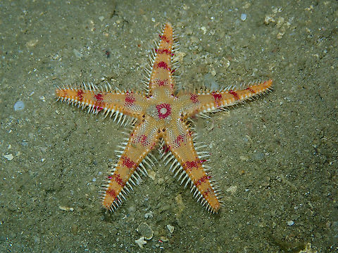 Comb Sea Star - Astropecten andersoni Seen during a night dive. Astropecten andersoni,Comb Sea Star,Fall,Geotagged,Indonesia