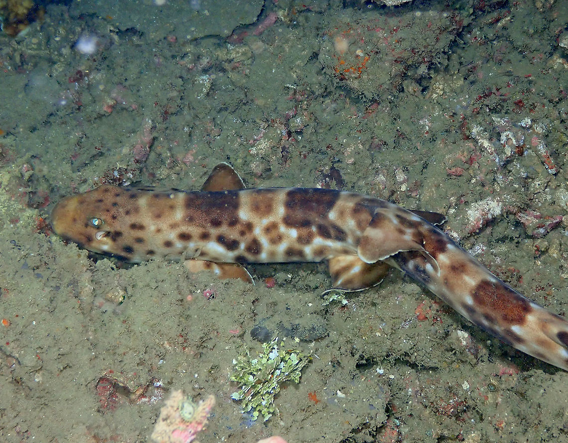 Halmahera epaulette shark This is one very unique sight as this species of bamboo shark can only be found in Halmahera. We saw it in one of last night dives so needless to say how happy we were; species checked! :-)<br />
See this link for more details:<br />
<a href="https://www.elasmodiver.com/Halmahera-Epaulette-Shark.htm" rel="nofollow">https://www.elasmodiver.com/Halmahera-Epaulette-Shark.htm</a> Fall,Geotagged,Hemiscyllium halmahera,Indonesia
