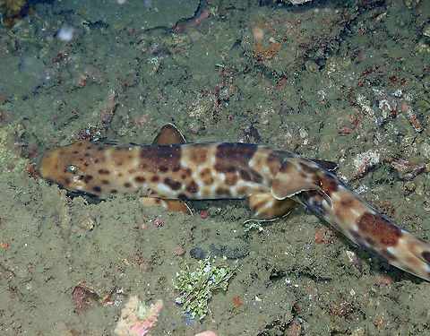Halmahera epaulette shark This is one very unique sight as this species of bamboo shark can only be found in Halmahera. We saw it in one of last night dives so needless to say how happy we were; species checked! :-)
See this link for more details:
https://www.elasmodiver.com/Halmahera-Epaulette-Shark.htm Fall,Geotagged,Hemiscyllium halmahera,Indonesia