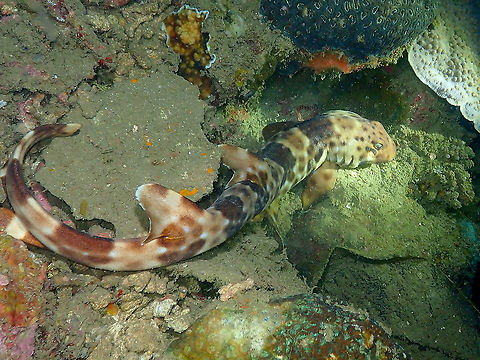 Halmahera epaulette shark - Hemiscyllium halmahera This is for a full body view. Unfortunately the multiple flash lighting did not make for the best coloring in this picture but you can nicely see its tail. Fall,Geotagged,Hemiscyllium halmahera,Indonesia