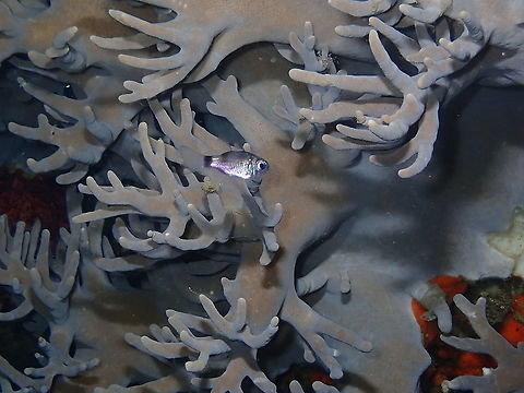 Banda Cardinalfish - Nectamia bandanensis Seen during a night dive, sheltering on Sinularia coral. Banda Cardinalfish,Fall,Geotagged,Indonesia,Nectamia bandanensis
