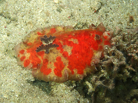 Gray Gill Platydoris - Platydoris cinereobranchiata Seen during a night dive. These nudibranchs are biiig! they can reach 20 cm. Fall,Geotagged,Indonesia,Platydoris cinereobranchiata