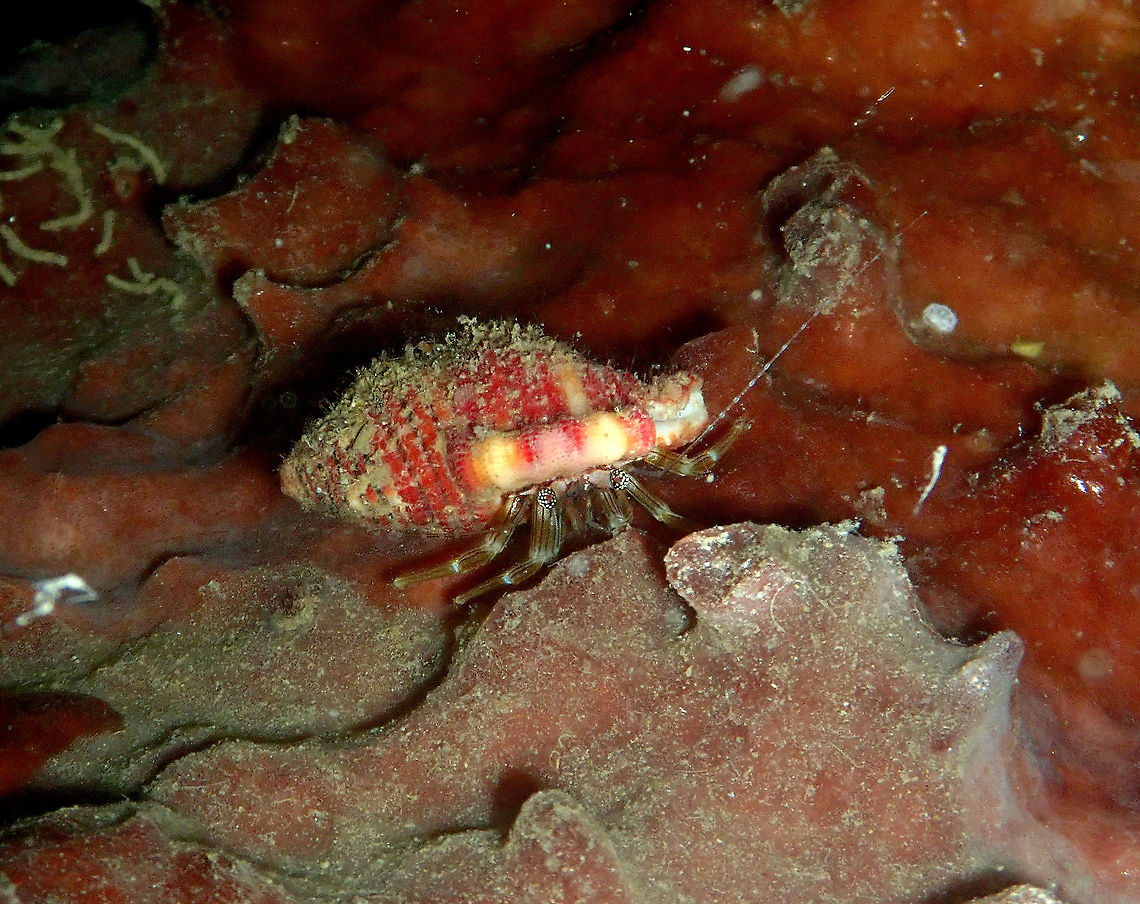 Tiny Hermit Crab - Pagurixus rubrovittatus Seen during a night dive. Fall,Geotagged,Indonesia,Pagurixus rubrovittatus,Tiny Hermit Crab