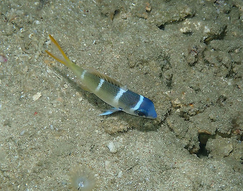 Redfin Emperor - Monotaxis heterodon (juvenile) Seen during a night dive. Juveniles are characterized by gray to brown back gradating to pale underside with 3-4 narrow bars, black spot on axil of pectoral fin and yellowish tail lobes. Fall,Geotagged,Indonesia,Monotaxis heterodon,Redfin Emperor