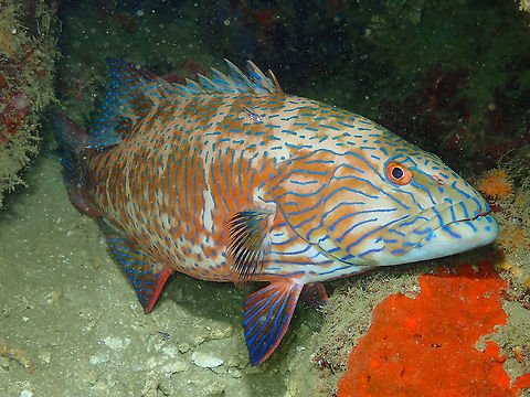 Highfin Coral Grouper - Plectropomus oligacanthus Seen during a night dive. Fall,Geotagged,Highfin Coral Grouper,Indonesia,Plectropomus oligacanthus