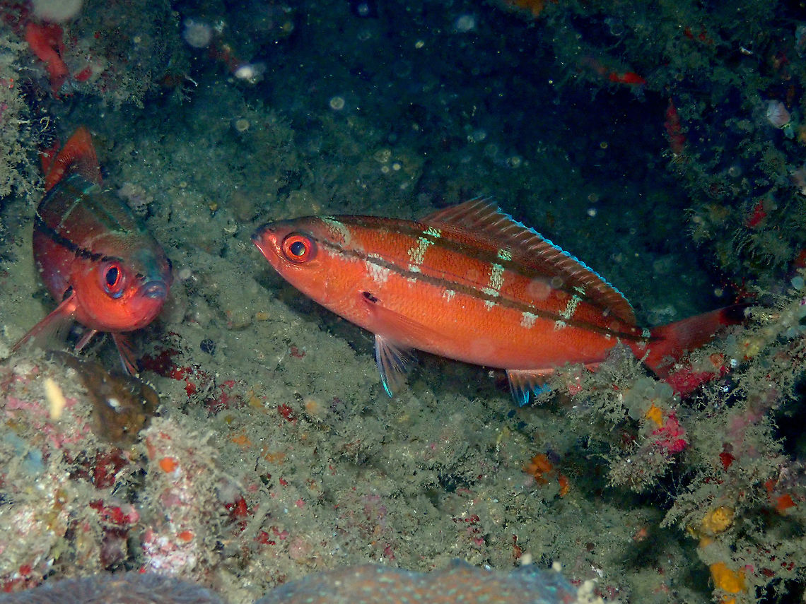 Double-lined fusilier - Pterocaesio digramma (night coloration) Seen during a night dive.<br />
During the day they are silvery blue and the two lines are yellow but at night they change their color to reddish.<br />
Other examples here:<br />
<a href="https://www.reeflifesurvey.com/species/pterocaesio-digramma/" rel="nofollow">https://www.reeflifesurvey.com/species/pterocaesio-digramma/</a><br />
<a href="https://www.alamy.com/stock-photo-double-lined-fusilier-pterocaesio-digramma-adult-in-night-colours-87949027.html" rel="nofollow">https://www.alamy.com/stock-photo-double-lined-fusilier-pterocaesio-digramma-adult-in-night-colours-87949027.html</a><br />
<a href="https://www.google.com/url?sa=i&amp;url=https://www.flickr.com/photos/krokodiver/41191656704&amp;psig=AOvVaw1BKdK4K9la0CMagKSD4CgQ&amp;ust=1596442920619000&amp;source=images&amp;cd=vfe&amp;ved=0CA0QjhxqFwoTCNiyk9WL_OoCFQAAAAAdAAAAABAD" rel="nofollow">https://www.google.com/url?sa=i&amp;url=https://www.flickr.com/photos/krokodiver/41191656704&amp;psig=AOvVaw1BKdK4K9la0CMagKSD4CgQ&amp;ust=1596442920619000&amp;source=images&amp;cd=vfe&amp;ved=0CA0QjhxqFwoTCNiyk9WL_OoCFQAAAAAdAAAAABAD</a> Fall,Geotagged,Indonesia,Pterocaesio digramma