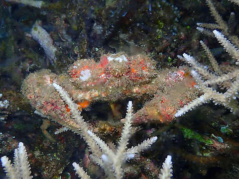Horrid Elbow Crab - Daldorfia horrida Seen during a night dive.
See an alike here:
https://www.facebook.com/duyongdivecenter/photos/a.642227152875318/655850301513003/?type=1&theater;
The poor crab does not deserve this name :-) Daldorfia horrida,Fall,Geotagged,Horrid Elbow Crab,Indonesia