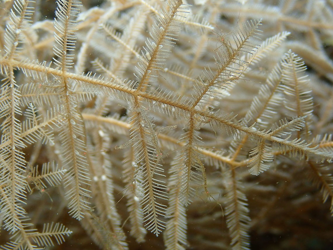 Skeleton Shrimp - Caprella sp. Find the skeleton shrimps in this picture! For me it was also the first dive where I could see them and photograph them. They are very small! 1-3 cm (1/2 to 1/4 of an inch) so it is easy to overlook them because they are also very well mimetized in hydroids like Aglaophenia cupressina for example.<br />
In spite of their name they are not real shrimps, but instead they are amphipods of the family Caprellidae.<br />
The males are larger than the females and they use to live in groups from dozens to hundreds on top of sponges, hydroids, gorgonians, algae and mooring lines.<br />
Their bodies are long and thin jointed. They bear two sets of antennae,  large grasping claws, with saclike gills below. Instead of legs they have backward facing hooks for clinging which extend from the last three body segments. The grasping claws are used to grab planktonic food. The females have brooding puches on their abdomen and bear live young that cling to their mothers for several weeks.<br />
(info extracted from page 234 of Reef Creature identification - Tropical Pacific, by Paul Humann and Ned Deloach)<br />
<br />
There are many species of Caprella, so they are difficult to ID at the sp level:<br />
<a href="https://en.wikipedia.org/wiki/Caprella" rel="nofollow">https://en.wikipedia.org/wiki/Caprella</a> Caprella,Caprella sp,Fall,Geotagged,Indonesia,Skeleton Shrimp,amphipod,amphipoda