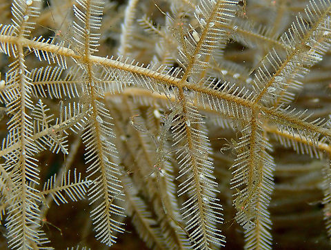 Skeleton Shrimp - Caprella sp. May be here in this close up they are easier to find.. Caprella,Caprella sp,Fall,Geotagged,Indonesia,Skeleton Shrimp,amphipod,amphipoda