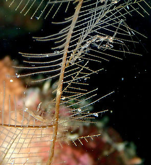 Skeleton Shrimp - Caprella sp. Here there is also a couple of them. Caprella,Caprella sp,Fall,Geotagged,Indonesia,Skeleton Shrimp,amphipod,amphipoda