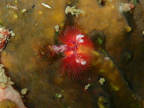 Indo-Pacific Christmas Tree Worm - Spirobranchus corniculatus  Fall,Geotagged,Indo-Pacific Christmas Tree Worm,Indonesia,Spirobranchus corniculatus