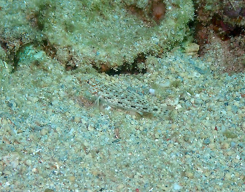 Orangespotted Sandgoby - Istigobius rigilius  Fall,Geotagged,Indonesia,Istigobius rigilius,Orangespotted Sandgoby