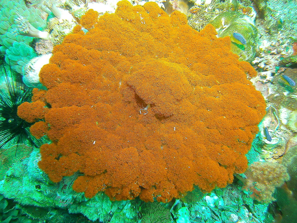 Night anemone or Sea Wasp Anemone - Phyllodiscus semoni This is one of this happy moments when in looking for an ID I find one that solves the mystery for another unidentified spotting from years ago, in this case this Night anemone or Sea Wasp Anemone (Phyllodiscus semoni), photographed by my husband and for which I could not find a proper ID for years!<br />
<figure class="photo"><a href="https://www.jungledragon.com/image/99322/ancylomenes_sarasvati_in_phyllodiscus_semoni.html" title="Ancylomenes sarasvati in Phyllodiscus semoni"><img src="https://s3.amazonaws.com/media.jungledragon.com/images/2298/99322_thumb.JPG?AWSAccessKeyId=05GMT0V3GWVNE7GGM1R2&Expires=1759968010&Signature=uoNqDQWVHa7uCionot9j8UeYeEc%3D" width="200" height="150" alt="Ancylomenes sarasvati in Phyllodiscus semoni And this is one happy shrimp hiding in the orange prairies of the night anemone, Phyllodiscus semoni.<br />
https://www.jungledragon.com/image/99321/night_anemone_or_sea_wasp_anemone_-_phyllodiscus_semoni.html Ancylomenes sarasvati,Fall,Geotagged,Philippines" /></a></figure> Fall,Geotagged,Night anemone,Philippines,Phyllodiscus semoni,Sea Wasp Anemone