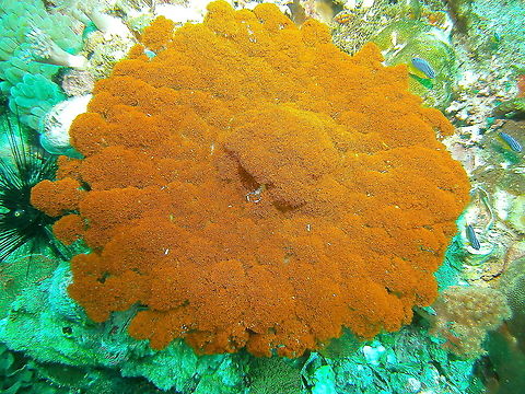 Night anemone or Sea Wasp Anemone - Phyllodiscus semoni This is one of this happy moments when in looking for an ID I find one that solves the mystery for another unidentified spotting from years ago, in this case this Night anemone or Sea Wasp Anemone (Phyllodiscus semoni), photographed by my husband and for which I could not find a proper ID for years!
https://www.jungledragon.com/image/99322/ancylomenes_sarasvati_in_phyllodiscus_semoni.html Fall,Geotagged,Night anemone,Philippines,Phyllodiscus semoni,Sea Wasp Anemone