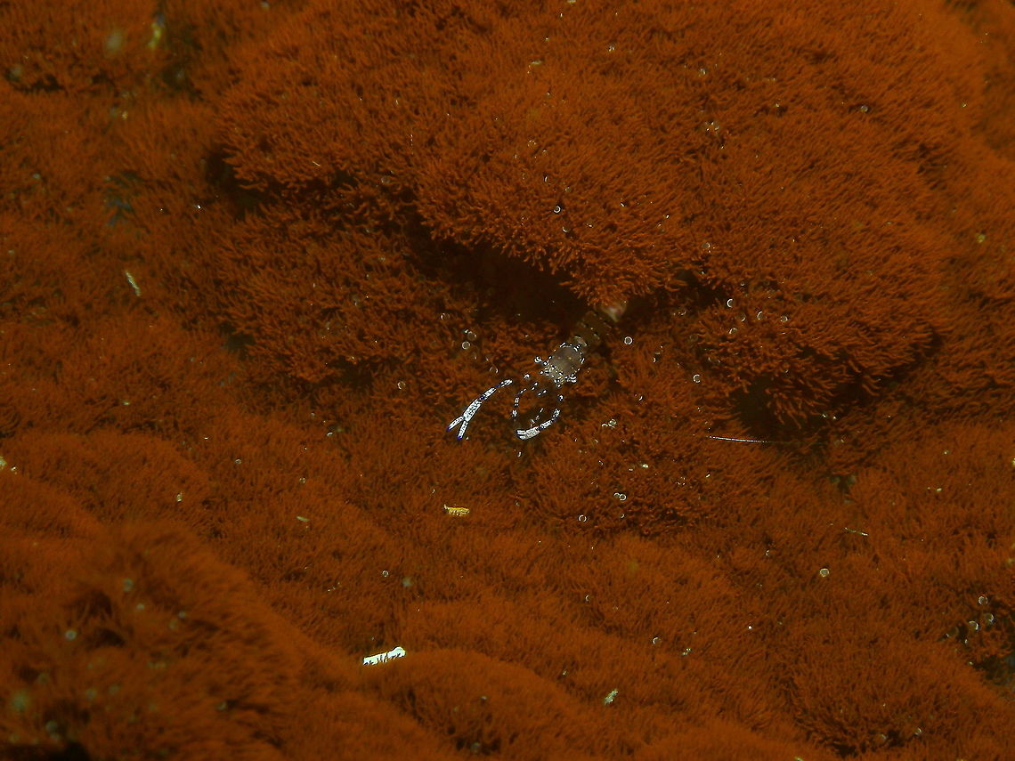 Ancylomenes sarasvati in Phyllodiscus semoni And this is one happy shrimp hiding in the orange prairies of the night anemone, Phyllodiscus semoni.<br />
<figure class="photo"><a href="https://www.jungledragon.com/image/99321/night_anemone_or_sea_wasp_anemone_-_phyllodiscus_semoni.html" title="Night anemone or Sea Wasp Anemone - Phyllodiscus semoni"><img src="https://s3.amazonaws.com/media.jungledragon.com/images/2298/99321_thumb.JPG?AWSAccessKeyId=05GMT0V3GWVNE7GGM1R2&Expires=1767225610&Signature=%2F1ZpKlhYegjfQH8xsJkzkuXMxYg%3D" width="200" height="150" alt="Night anemone or Sea Wasp Anemone - Phyllodiscus semoni This is one of this happy moments when in looking for an ID I find one that solves the mystery for another unidentified spotting from years ago, in this case this Night anemone or Sea Wasp Anemone (Phyllodiscus semoni), photographed by my husband and for which I could not find a proper ID for years!<br />
https://www.jungledragon.com/image/99322/ancylomenes_sarasvati_in_phyllodiscus_semoni.html Fall,Geotagged,Night anemone,Philippines,Phyllodiscus semoni,Sea Wasp Anemone" /></a></figure> Ancylomenes sarasvati,Fall,Geotagged,Philippines