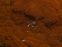 Ancylomenes sarasvati in Phyllodiscus semoni And this is one happy shrimp hiding in the orange prairies of the night anemone, Phyllodiscus semoni.<br />
https://www.jungledragon.com/image/99321/night_anemone_or_sea_wasp_anemone_-_phyllodiscus_semoni.html Ancylomenes sarasvati,Fall,Geotagged,Philippines