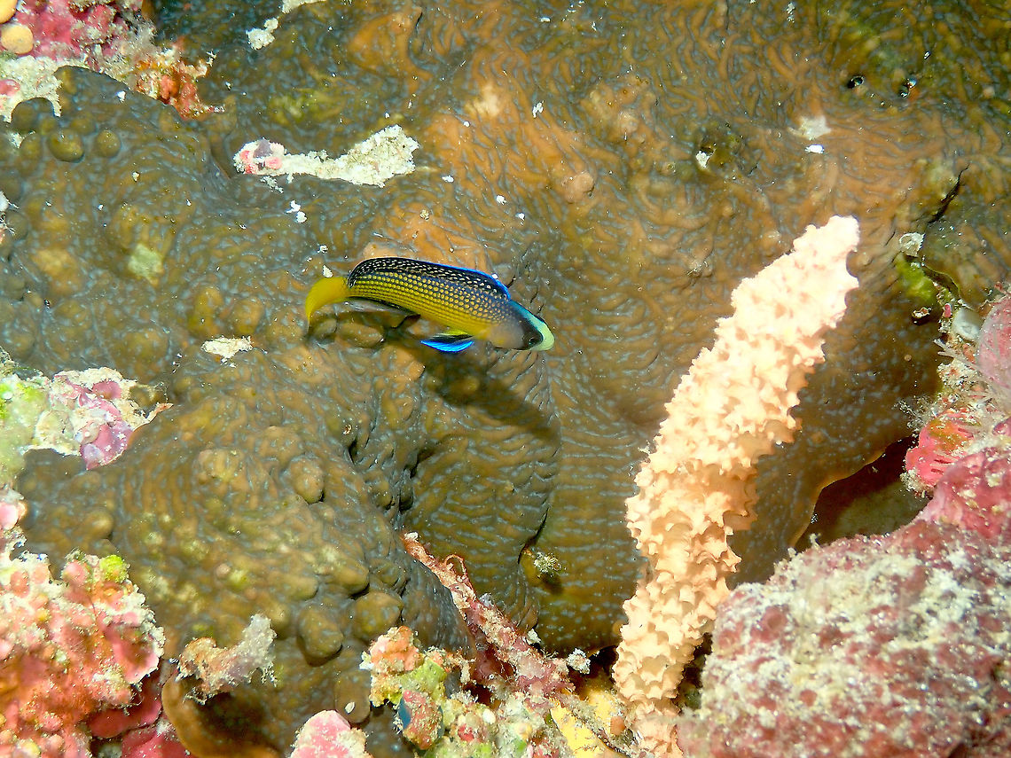 Splendid dottyback - Manonichthys splendens Found ina crevice of a coral wall.<br />
<figure class="photo"><a href="https://www.jungledragon.com/image/99324/splendid_dottyback_-_manonichthys_splendens.html" title="Splendid dottyback - Manonichthys splendens"><img src="https://s3.amazonaws.com/media.jungledragon.com/images/2298/99324_thumb.JPG?AWSAccessKeyId=05GMT0V3GWVNE7GGM1R2&Expires=1759968010&Signature=6GERrQSu%2FzAf7xYBLFhUKxKJxU8%3D" width="200" height="156" alt="Splendid dottyback - Manonichthys splendens A closer look.<br />
https://www.jungledragon.com/image/99323/splendid_dottyback_-_manonichthys_splendens.html Fall,Geotagged,Indonesia,Manonichthys splendens" /></a></figure> Fall,Geotagged,Indonesia,Manonichthys splendens