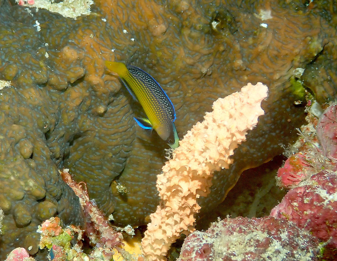Splendid dottyback - Manonichthys splendens A closer look.<br />
<figure class="photo"><a href="https://www.jungledragon.com/image/99323/splendid_dottyback_-_manonichthys_splendens.html" title="Splendid dottyback - Manonichthys splendens"><img src="https://s3.amazonaws.com/media.jungledragon.com/images/2298/99323_thumb.jpg?AWSAccessKeyId=05GMT0V3GWVNE7GGM1R2&Expires=1759968010&Signature=D2olWWKySv5SvaSkVafrryrflV0%3D" width="200" height="150" alt="Splendid dottyback - Manonichthys splendens Found ina crevice of a coral wall.<br />
https://www.jungledragon.com/image/99324/splendid_dottyback_-_manonichthys_splendens.html Fall,Geotagged,Indonesia,Manonichthys splendens" /></a></figure> Fall,Geotagged,Indonesia,Manonichthys splendens