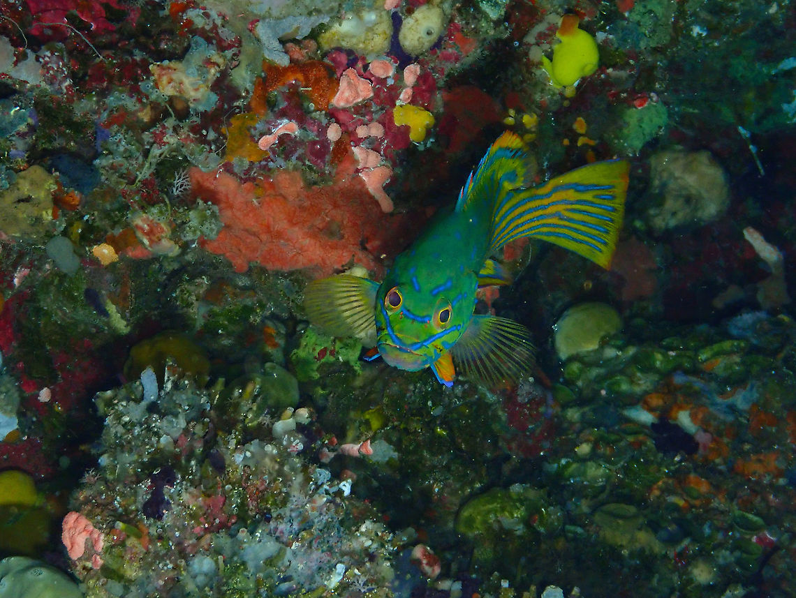 Harlequin Grouper - Cephalopolis polleni A very beautiful grouper also found in one of the coral crevices of the coral wall. It was looking at me all the time upside down so I have rotated the two pictures I am posting just fo an easier view.<br />
<figure class="photo"><a href="https://www.jungledragon.com/image/99327/harlequin_grouper_-_cephalopolis_polleni.html" title="Harlequin Grouper - Cephalopolis polleni"><img src="https://s3.amazonaws.com/media.jungledragon.com/images/2298/99327_thumb.JPG?AWSAccessKeyId=05GMT0V3GWVNE7GGM1R2&Expires=1769040010&Signature=ejfKpUxxAk53i4emkWeHJDDop74%3D" width="200" height="148" alt="Harlequin Grouper - Cephalopolis polleni Here you can see its side.<br />
https://www.jungledragon.com/image/99326/harlequin_grouper_-_cephalopolis_polleni.html Cephalopholis polleni,Cephalopolis polleni,Fall,Geotagged,Indonesia" /></a></figure> Cephalopholis polleni,Cephalopolis polleni,Fall,Geotagged,Indonesia