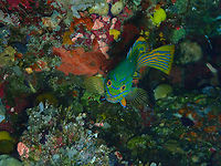 Harlequin Grouper - Cephalopolis polleni A very beautiful grouper also found in one of the coral crevices of the coral wall. It was looking at me all the time upside down so I have rotated the two pictures I am posting just fo an easier view.<br />
https://www.jungledragon.com/image/99327/harlequin_grouper_-_cephalopolis_polleni.html Cephalopholis polleni,Cephalopolis polleni,Fall,Geotagged,Indonesia