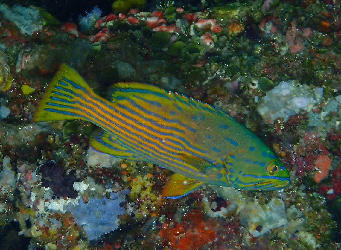 Harlequin Grouper - Cephalopolis polleni Here you can see its side.<br />
<figure class="photo"><a href="https://www.jungledragon.com/image/99326/harlequin_grouper_-_cephalopolis_polleni.html" title="Harlequin Grouper - Cephalopolis polleni"><img src="https://s3.amazonaws.com/media.jungledragon.com/images/2298/99326_thumb.jpg?AWSAccessKeyId=05GMT0V3GWVNE7GGM1R2&Expires=1759968010&Signature=Qmh2BeP5wpRYGtmUNwgJpXgXTOI%3D" width="200" height="152" alt="Harlequin Grouper - Cephalopolis polleni A very beautiful grouper also found in one of the coral crevices of the coral wall. It was looking at me all the time upside down so I have rotated the two pictures I am posting just fo an easier view.<br />
https://www.jungledragon.com/image/99327/harlequin_grouper_-_cephalopolis_polleni.html Cephalopholis polleni,Cephalopolis polleni,Fall,Geotagged,Indonesia" /></a></figure> Cephalopholis polleni,Cephalopolis polleni,Fall,Geotagged,Indonesia