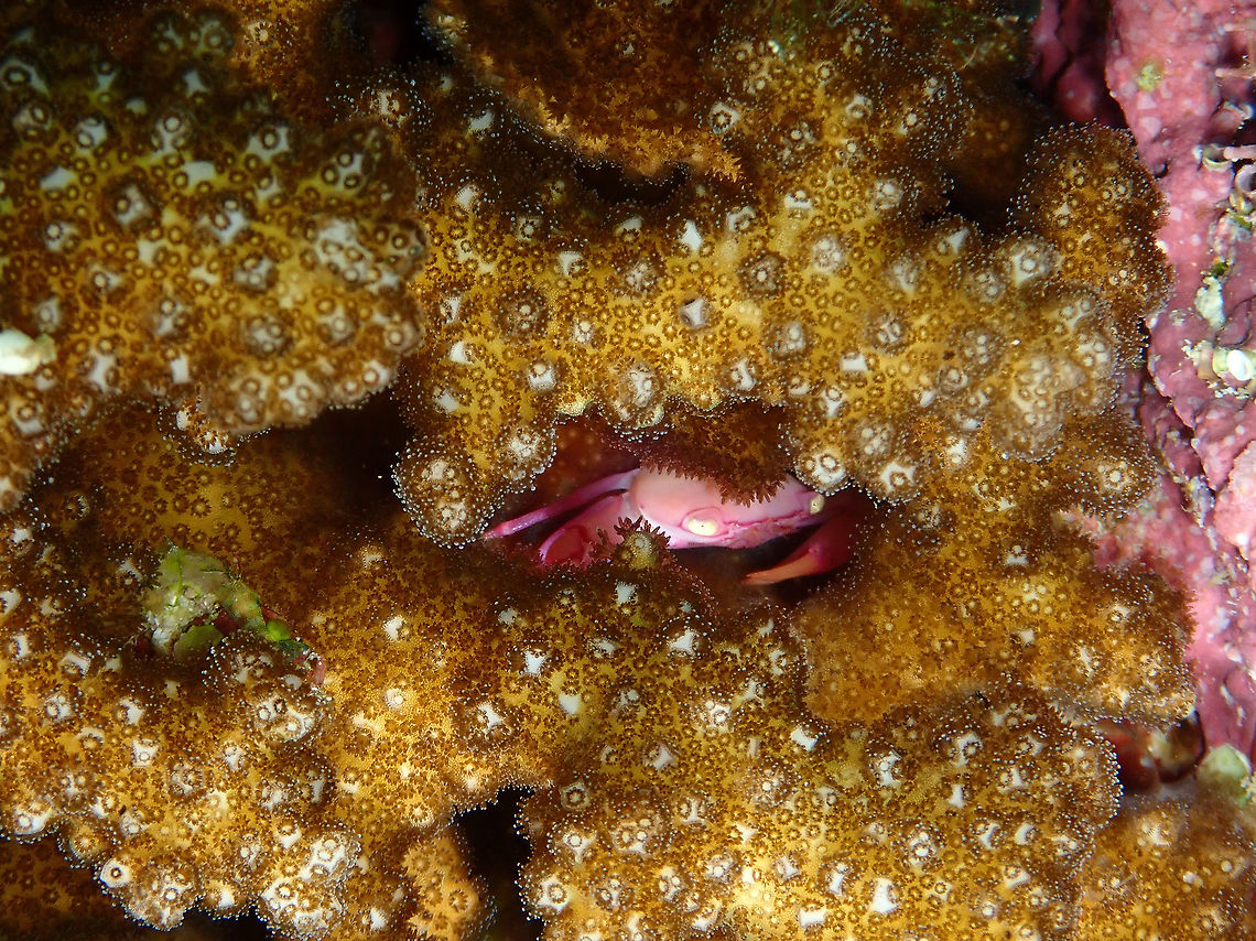 Gurard Crab- Trapezia serenei  Fall,Geotagged,Gurard Crab,Indonesia,Trapezia serenei
