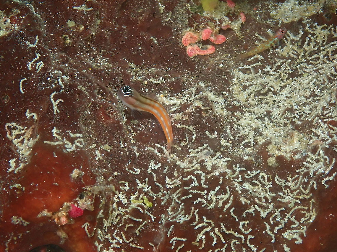 Bath's Comb-Toot blenny - Ecsenius bathi Ecesenius bathi exists in two forms. I will show the other color in anotehr spotting:<br />
<a href="https://reefbuilders.com/2014/07/07/ecsenius-bathi-blenny-komodo-flores-sea/" rel="nofollow">https://reefbuilders.com/2014/07/07/ecsenius-bathi-blenny-komodo-flores-sea/</a> Ecsenius bathi,Fall,Geotagged,Indonesia
