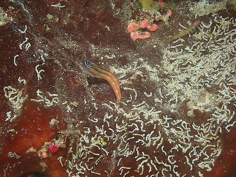 Bath's Comb-Toot blenny - Ecsenius bathi Ecesenius bathi exists in two forms. I will show the other color in anotehr spotting:
https://reefbuilders.com/2014/07/07/ecsenius-bathi-blenny-komodo-flores-sea/ Ecsenius bathi,Fall,Geotagged,Indonesia
