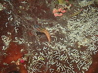 Bath's Comb-Toot blenny - Ecsenius bathi Ecesenius bathi exists in two forms. I will show the other color in anotehr spotting:<br />
https://reefbuilders.com/2014/07/07/ecsenius-bathi-blenny-komodo-flores-sea/ Ecsenius bathi,Fall,Geotagged,Indonesia