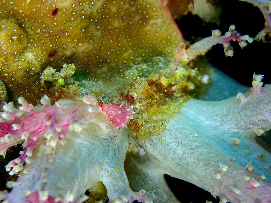 Cavanagh's Egg Cowrie - Globovula cavanaghi  Fall,Geotagged,Globovula cavanaghi,Globovula cavanahi,Indonesia