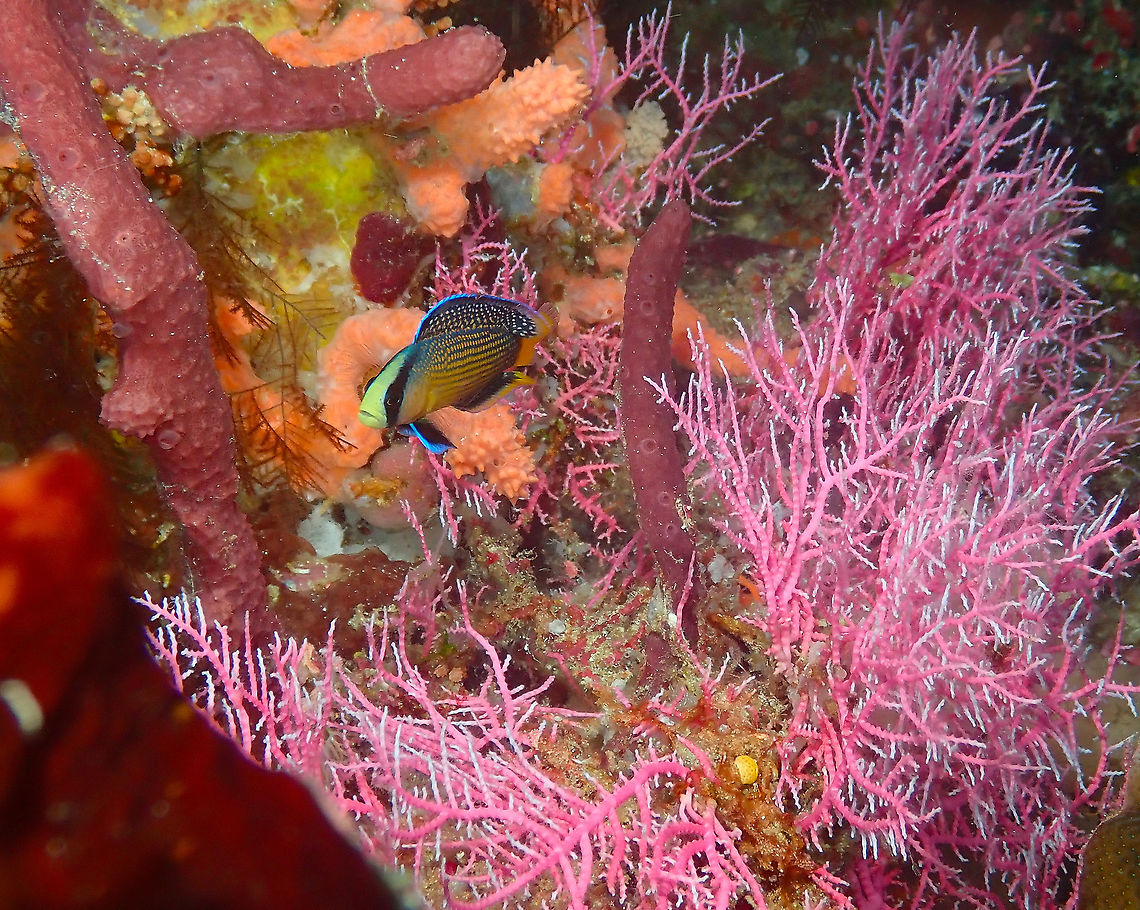 Splendid dottyback - Manonichthys splendens A rather suprised looking splendid dottyback passing by some pretty, pink coral (probably Stylaster roseus). Fall,Geotagged,Indonesia,Manonichthys splendens,Splendid Dottyback