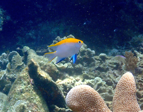 Black Damsel - Neoglyphidodon melas Juvenile The adult is totally black but the juvenile is more colorful. Fall,Geotagged,Indonesia,Neoglyphidodon melas