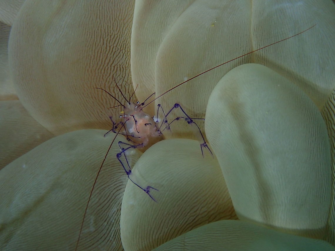 Coleman's Bubble Coral Shrimp - Vir colemani Saying hello to the camera! Coleman's Bubble Coral Shrimp,Fall,Geotagged,Indonesia,Vir colemani