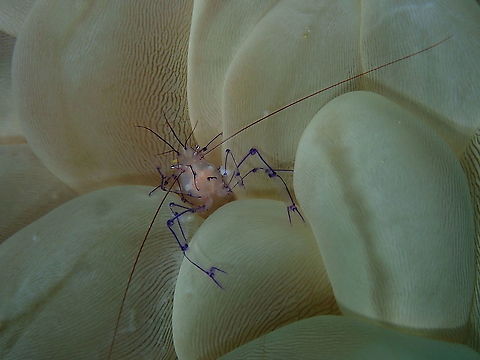 Coleman's Bubble Coral Shrimp - Vir colemani Saying hello to the camera! Coleman's Bubble Coral Shrimp,Fall,Geotagged,Indonesia,Vir colemani