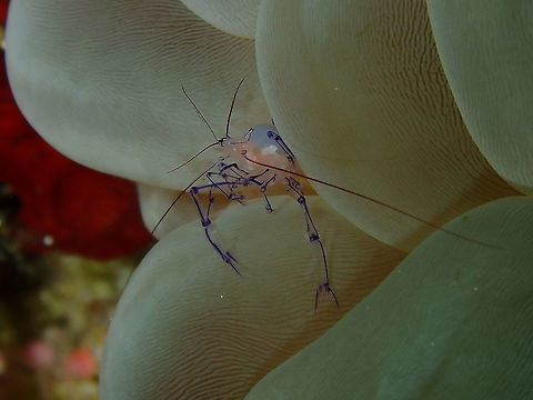 Coleman's Bubble Coral Shrimp - Vir colemani A bit of a lateral view. Coleman's Bubble Coral Shrimp,Fall,Geotagged,Indonesia,Vir colemani
