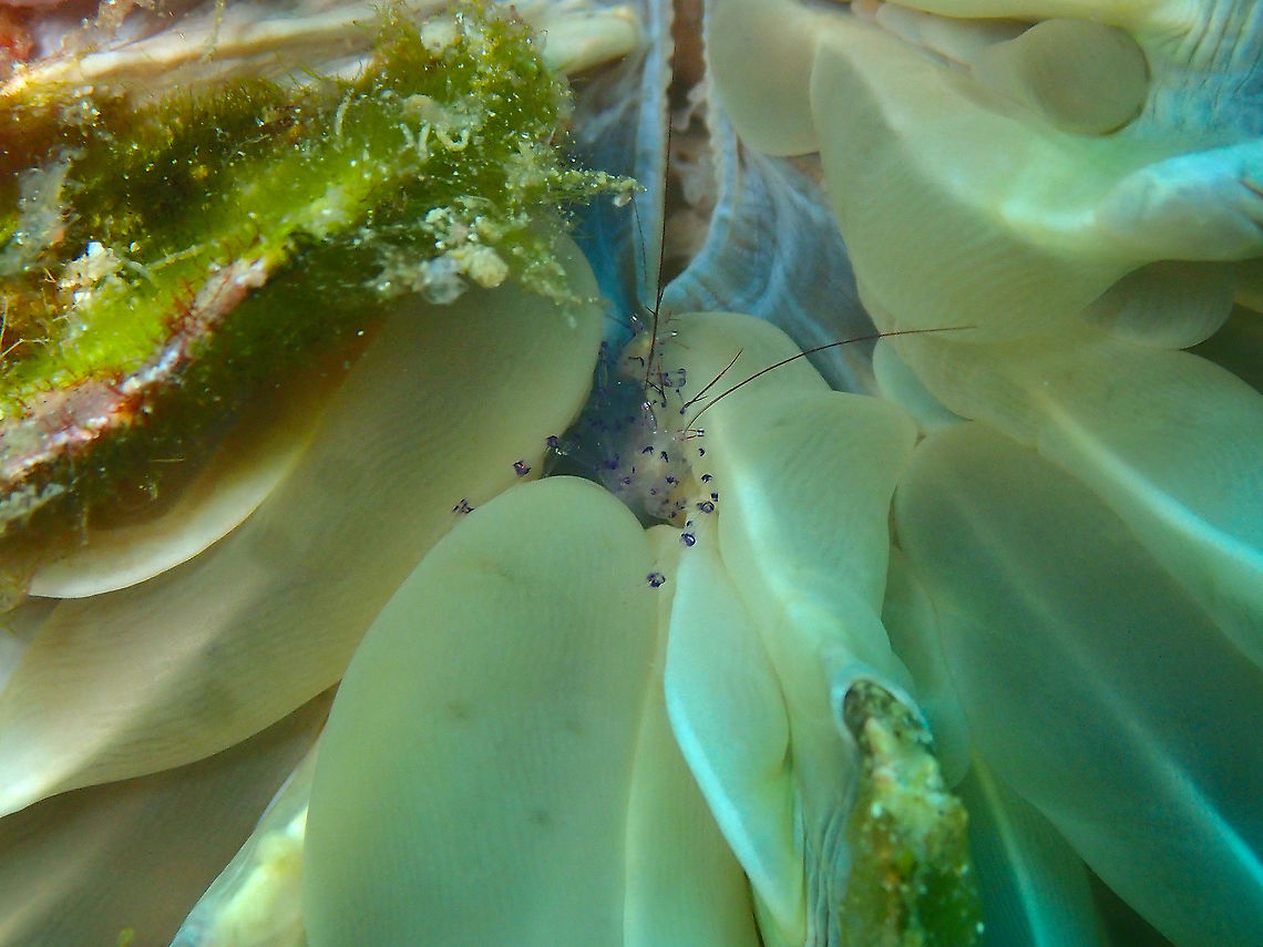 Coleman's Bubble Coral Shrimp - Vir colemani This one was settled in a different bubble coral. Coleman's Bubble Coral Shrimp,Fall,Geotagged,Indonesia,Vir colemani
