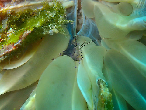 Coleman's Bubble Coral Shrimp - Vir colemani This one was settled in a different bubble coral. Coleman's Bubble Coral Shrimp,Fall,Geotagged,Indonesia,Vir colemani