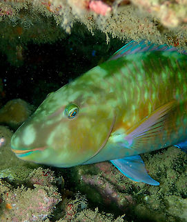 Longnose parrotfish - Hipposcarus harid Sleeping, seen during a night dive. Fall,Geotagged,Hipposcarus harid,Indonesia,ParrotFish