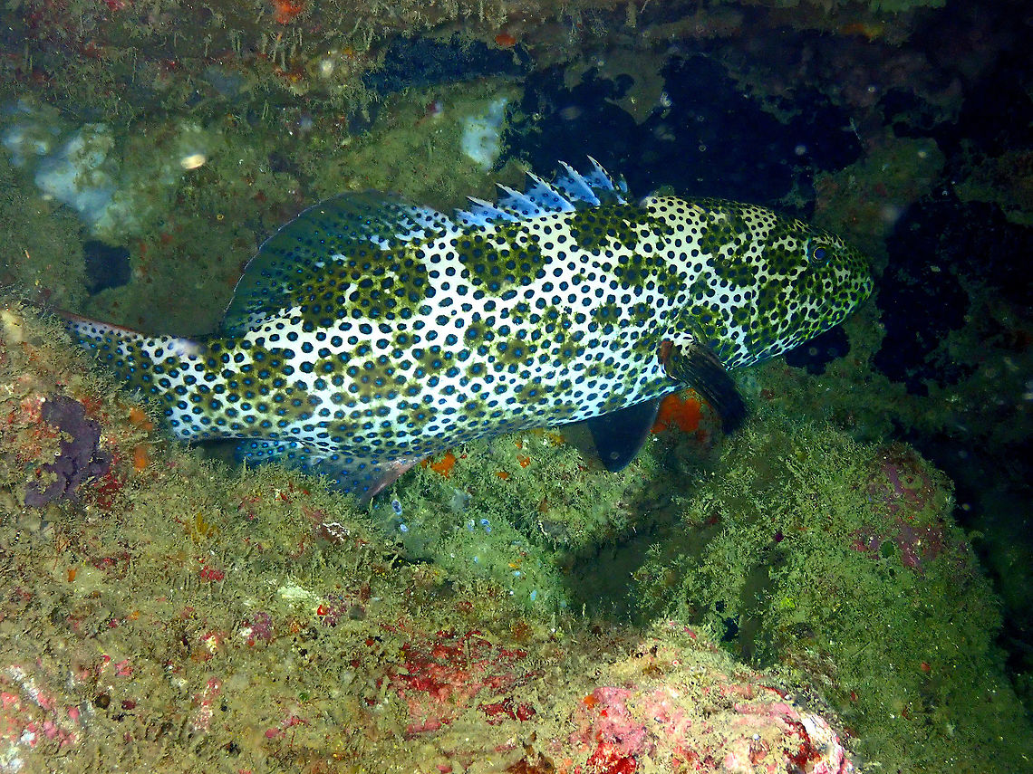 Passionfruit Coral Trout - Plectropomus areolatus Pretty and big (they can reach 80 cm (2 3/4 ft.)). Seen during a night dive. Fall,Geotagged,Indonesia,Passionfruit Coral Trout,Plectropomus areolatus