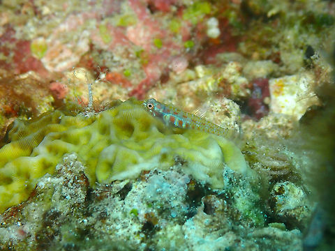Terry's dwarfgoby - Eviota teresae  Eviota teresae,Fall,Geotagged,Indonesia,Terry's dwarfgoby