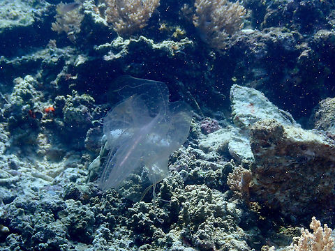 Warty Comb Jelly - Leucothea multicornis  Fall,Geotagged,Indonesia,Leucothea multicornis,Warty Comb Jelly