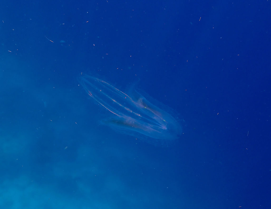 Warty Comb Jelly - Leucothea multicornis  Fall,Geotagged,Indonesia,Leucothea multicornis,Warty Comb Jelly