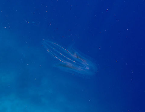 Warty Comb Jelly - Leucothea multicornis  Fall,Geotagged,Indonesia,Leucothea multicornis,Warty Comb Jelly